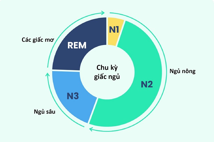 Các giai đoạn giấc ngủ